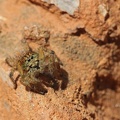 Springspinne (Salticidae sp.)